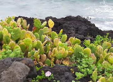 south-korea/jeju-city/attraction/population-of-cacti-in-wollyeong-ri