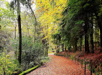 Cloghereen Pool Wood Nature Trails