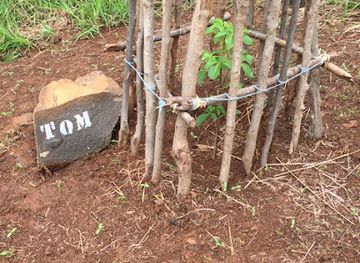 madagascar/diego-suarez/attraction/baobab-a-suarezensis-tom