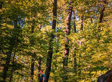 romania/hunedoara/attraction/chizid-forest