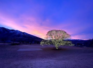 utah/snowbird/attraction/tree-of-light