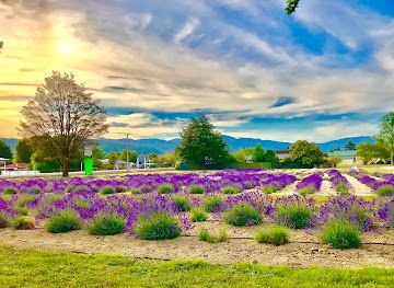 new-zealand/west-coast/attraction/new-zealand-flag-of-lavender
