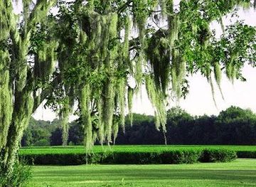 south-carolina/north-charleston/attraction/charleston-tea-garden