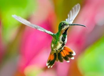 trinidad-and-tobago/san-juan-laventille/attraction/esperanza-alta-hummingbirds