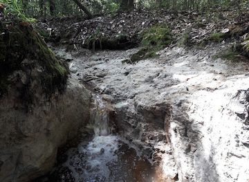 florida/gainesville-area/attraction/cofrin-nature-park