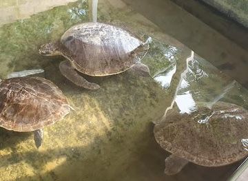 sri-lanka/hikkaduwa/attraction/urawatte-sea-turtle-hatchery