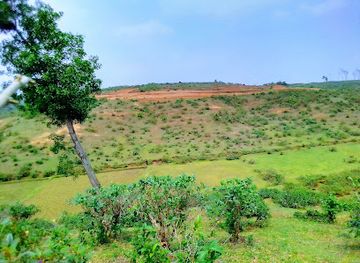 bangladesh/lawachara-national-park/attraction/pathor-tila