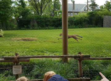 ohio/cincinnati/attraction/cheetah-encounter