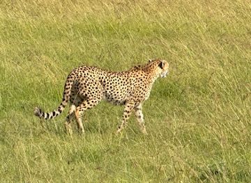 kenya/maasai-mara/attraction/leopard-lookout