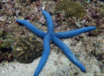 sri-lanka/kalpitiya/attraction/snapper-point