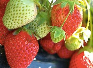 japan/sapporo/attraction/jozankei-farm-fruit-theme-park