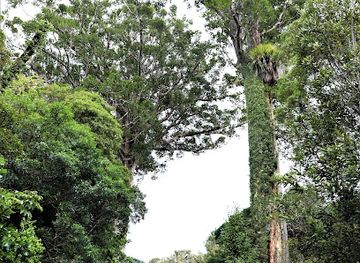 new-zealand/northland/attraction/darby-and-joan-kauri-trees