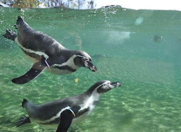 germany/pomerania/attraction/rostock-zoo