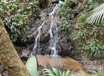 trinidad-and-tobago/main-ridge-forest-reserve/attraction/main-ridge-tobago