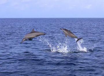 maldives/maafushi/attraction/dolphin-view-point