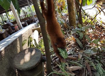 peru/tambopata-national-reserve/attraction/ecoturistico-tambopata-corridor-kiajabake-bame