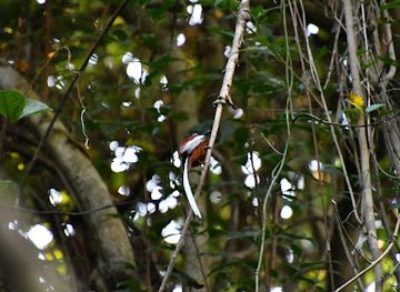 madagascar/ankarafantsika-national-park/attraction/circuit-retendrika-ankarafantsika-national-park