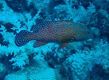 egypt/red-sea-coast/attraction/novotel-coral-reef