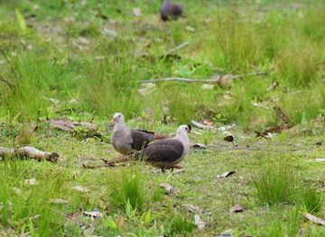 mauritius/black-river-gorges-national-park/attraction/pink-pigeon-park
