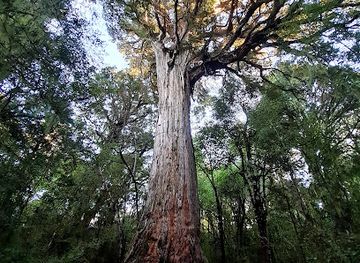new-zealand/southland/attraction/big-totara-walk