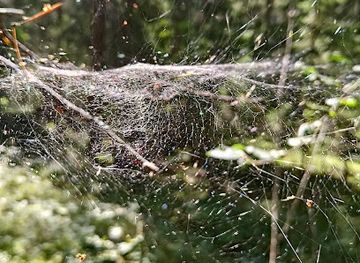 finland/koli-national-park/attraction/rock-with-ripple-marks