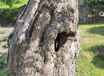 lithuania/kaunas/aleksotas/attraction/seniausia-lietuvos-obelis