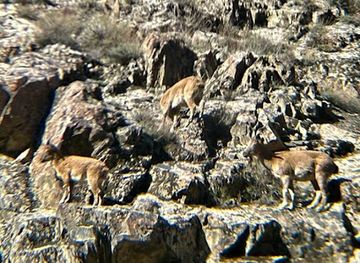 pakistan/chitral/attraction/shehrisham-markhor-view-point