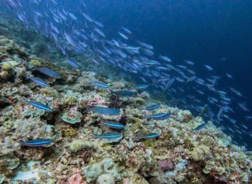 micronesia/koror/attraction/siaes-corner