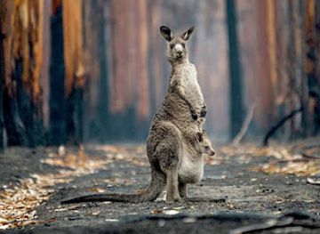 zimbabwe/kariba/attraction/kariba-nyamhunga-2-park