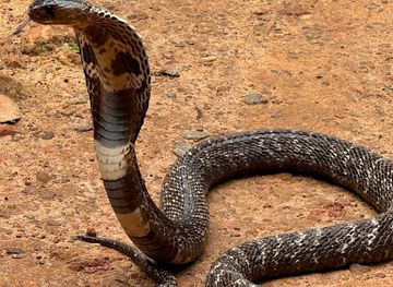 sri-lanka/matara-district/attraction/snake-farm-weligama-traditional-farm