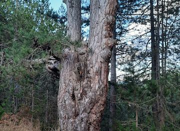 bulgaria/dobrinishte/attraction/trimata-bratya-i-krasta