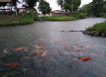 malaysia/kinabalu-national-park/attraction/bombon-kg-marakau-fish-spa