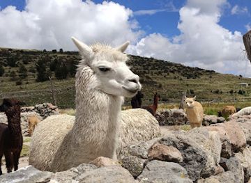 peru/puno-region/attraction/fundo-chincheros