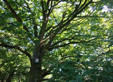 czechia/hradec-kralove/attraction/pamatny-strom