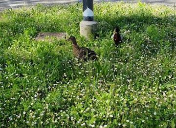 slovenia/nova-gorica/attraction/roggia-di-vat