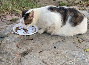 turkiye/alanya/attraction/the-lair-of-the-big-cat