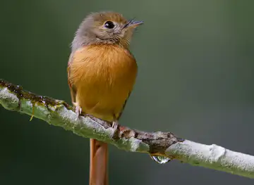 Belize Birding Expeditions