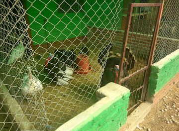 nepal/central-development-region/attraction/tiger-lily-petting-farm