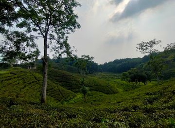 bangladesh/lawachara-national-park/attraction/darjeeling-tila