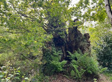 united-kingdom/antrim/attraction/the-belvoir-oak