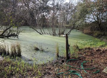 louisiana/sabine-national-wildlife-refuge/attraction/sabine-woods-sanctuary-texas-ornithological-society