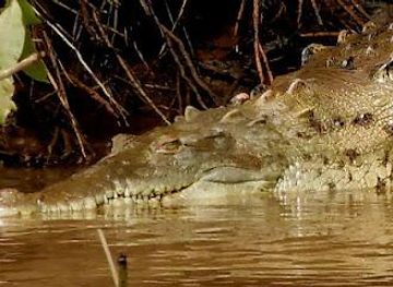 costa-rica/jaco/attraction/jungle-crocodile-safari-private-dock