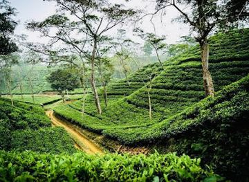 bangladesh/sylhet/attraction/lakkatura-tea-garden