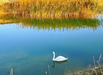 Goldfisch Teich