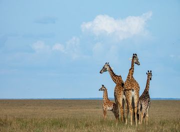 kenya/maasai-mara/attraction/olive-bush-camp