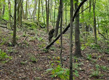 new-york/leatherstocking-region/attraction/walnut-mountain-park