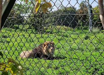 united-kingdom/chester/attraction/lions
