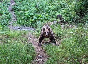 slovenia/postojna/attraction/be-around-me-bear-watching-forest-hiking-tours
