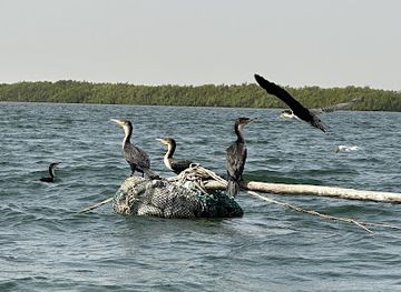 senegal/sine-saloum-delta/attraction/ile-des-oiseaux