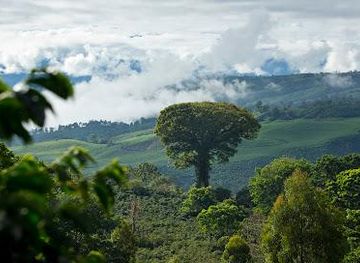 costa-rica/san-jose/attraction/aquiares-coffee-community-experience